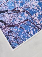 Viet Ha Tran - Sakura season