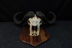 Large Cape Buffalo Schedel van een zoogdier - Syncerus, Nieuw