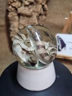 Hagedis Taxidermie volledige montage - Scincus scincus, Nieuw