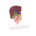 Anatomie model lever en galblaas met galstenen (16x9x19 cm), Verzenden, Nieuw