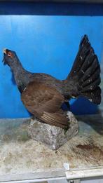 Ruigpoothoender Taxidermie volledige montage - Tetrao, Nieuw
