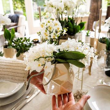 Kolibri Company | Set  planten + sierpotten voor tafelaankle beschikbaar voor biedingen