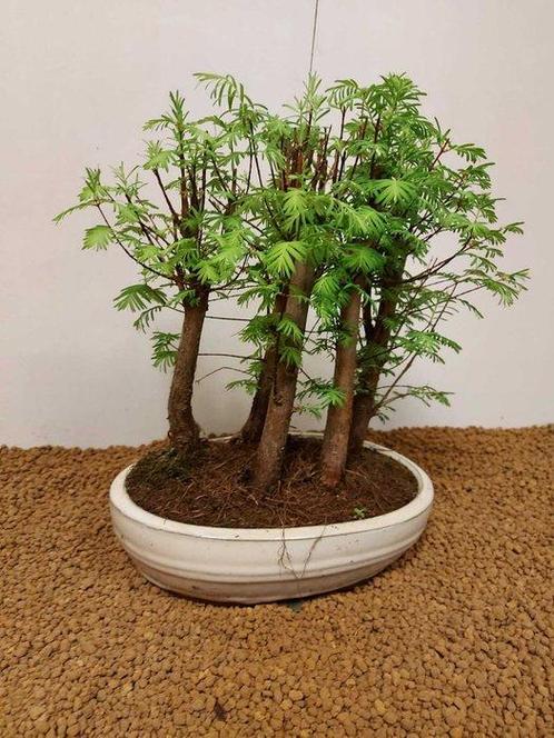 Kustmammoetboom bonsai (Sequoia) - Hoogte (boom): 32 cm -, Antiek en Kunst, Curiosa en Brocante