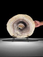 C - Indrukwekkende grote versteende palmwortel-snij op een