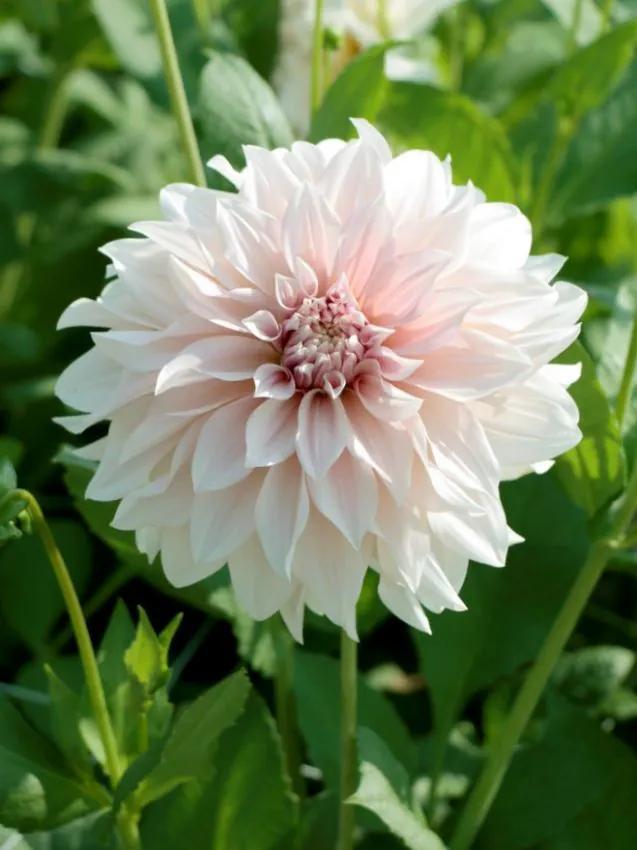 Dahlia Café au Lait (crème, Dahlia’s kopen?), Tuin en Terras, Bloembollen en Zaden, Ophalen of Verzenden