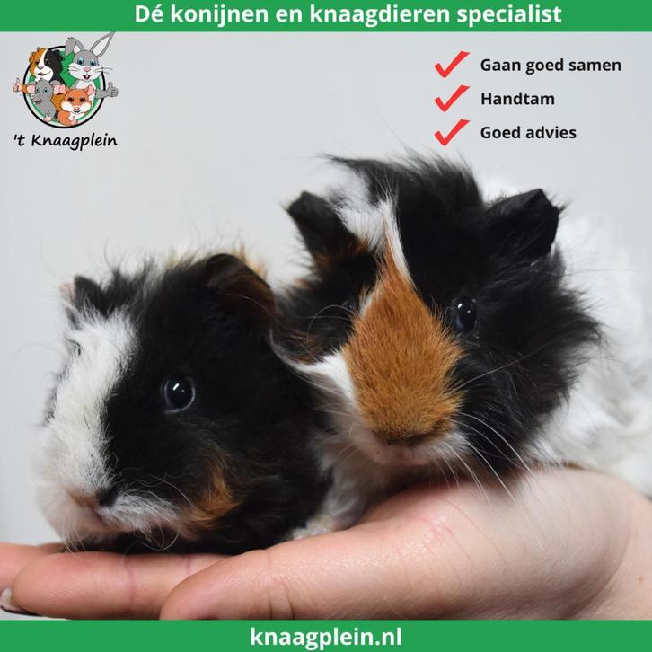 Gecastreerde cavias - Beste combinatie - Erg rustig - Tam, Dieren en Toebehoren, Knaagdieren, Cavia, Mei, Tam, Mannelijk