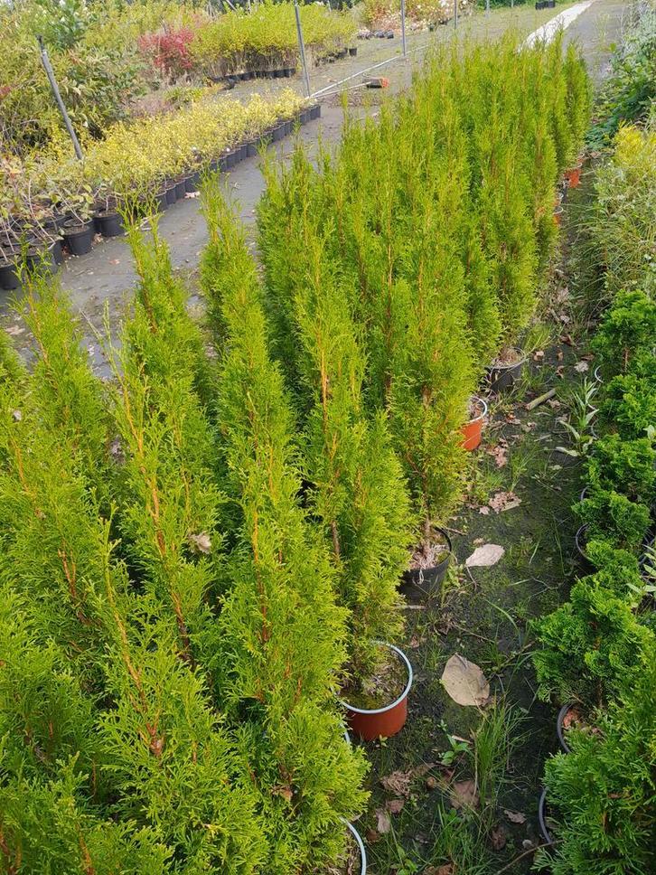 Thuja Smaragd conifeer in pot 50-60 cm €4,50, Tuin en Terras, Planten | Struiken en Hagen, Conifeer, Haag, Ophalen of Verzenden