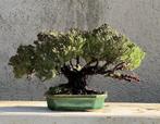 Jeneverbes bonsai (Juniperus) - Hoogte (boom): 10 cm -