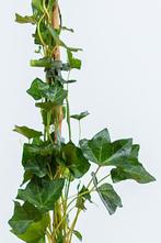 Klimop / Hedera Hibernica 100-125cm, Vaste plant, Lente, Verzenden, Volle zon