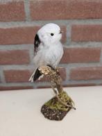 staartmees Taxidermie volledige montage - Aegithalos, Nieuw