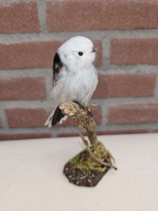 staartmees Taxidermie volledige montage - Aegithalos, Verzamelen, Dierenverzamelingen