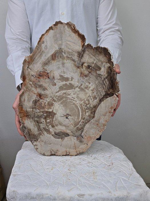 Fossiel hout - Gefossiliseerd hout - 41 cm - 28 cm, Verzamelen, Mineralen en Fossielen
