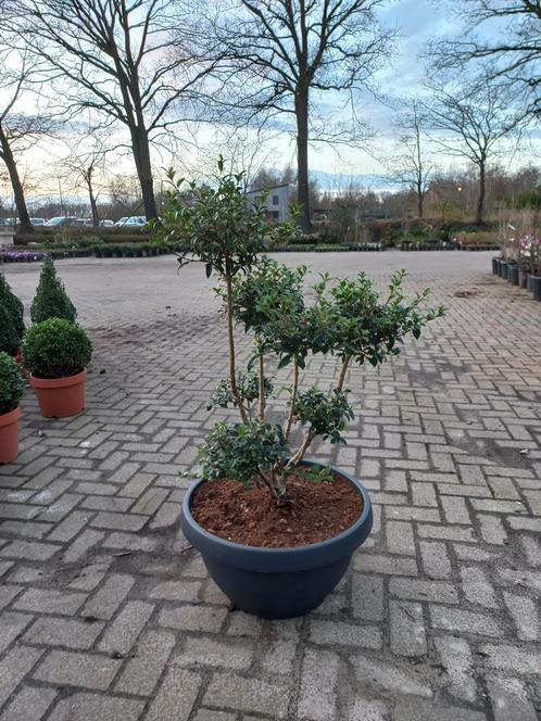 Ilex Crenata bonsai Japanse hulst in Sierpot, Tuin en Terras, Bloembakken en Plantenbakken, Ophalen