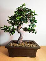 Chinese iep bonsai (Ulmus parviflora) - Hoogte (boom): 24 cm, Antiek en Kunst