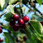 Fruitbomen | veel direct vanuit eigen kwekerij | BETUWEBOMEN, Tuin en Terras, Planten | Bomen