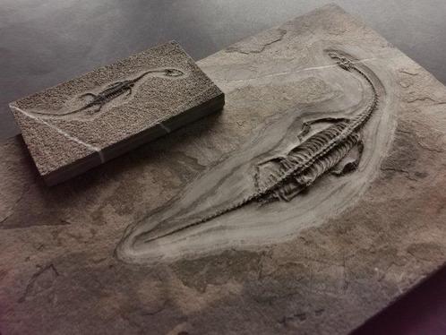 EEN PAAR Keichousaurus fossiele skeletten in dorsaal en, Verzamelen, Mineralen en Fossielen