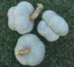 Mantovana Muts Pompoen, Ophalen of Verzenden, Nieuw