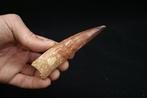 Enorme Spinosaurus - Fossiele tand - Spinosaurus aegyptiacus