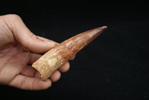 Enorme Spinosaurus - Fossiele tand - Spinosaurus aegyptiacus, Verzamelen, Mineralen en Fossielen