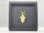 Veiling - phyllium tobeloense bhaskaraya in lijst 25x25 cm, Dieren en Toebehoren, Insecten en Spinnen