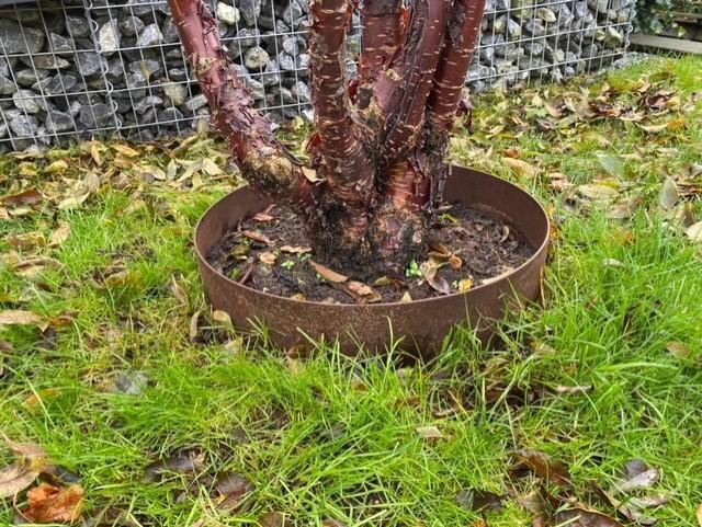 Cortenstaal Boomringen - Boomranden - Nu 15% korting!, Tuin en Terras, Bielzen en Borders, Nieuw, Ophalen of Verzenden