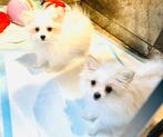 Maltipom teefjes , maltezer x pomeranian 2 x ingeent, Dieren en Toebehoren, Honden | Chihuahua's en Gezelschapshonden, Parvo, Overige rassen