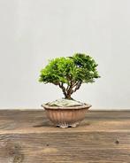 Hinoki cipres bonsai (Chamaecyparis obtusa) - Hoogte (boom):