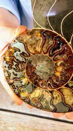 Nautilus - Fossiel skelet - Ammonite Cleoniceras - Large