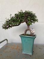 Japanese iep bonsai (Zelkova) - Hoogte (boom): 26 cm -, Antiek en Kunst