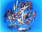 Fukasawa 17-20cm  tosai mix (Japanse Koi), Dieren en Toebehoren, Vissen | Vijvervissen, Karper of Koi