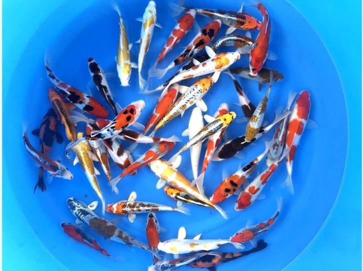 Fukasawa 17-20cm  tosai mix (Japanse Koi), Dieren en Toebehoren, Vissen | Vijvervissen, Karper of Koi