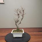 Acer buergerianum - Hoogte (boom): 37 cm - Diepte (boom): 23