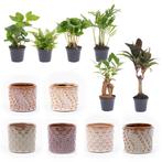 Mini planten set 6 - Inclusief pot set Madrid, Verzenden