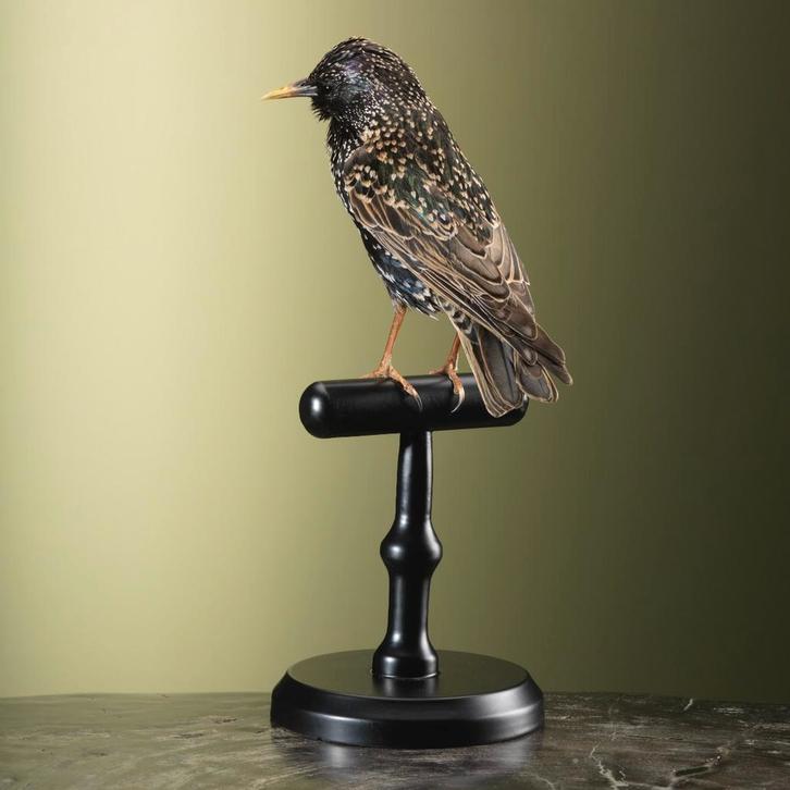 Spreeuw Taxidermie Opgezette Dieren By Max, Verzamelen, Dierenverzamelingen, Opgezet dier, Nieuw, Vogel, Ophalen of Verzenden