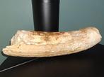 Wolharige mammoet - Gefossiliseerde slagtand - 40 cm - 11 cm, Verzamelen, Mineralen en Fossielen