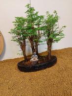Kustmammoetboom bonsai (Sequoia) - Hoogte (boom): 38 cm -