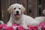 Blonde Labrador pups - Kies Zorgvuldig / kies met Stamboom., Parvo, Nederland, 8 tot 15 weken, Labrador retriever