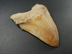 Megalodon - Fossiele tand - 12 cm