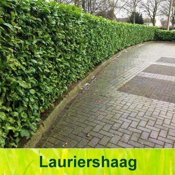 Laurierhaag kopen? in pot gekweekt incl. hergroeigarantie! beschikbaar voor biedingen