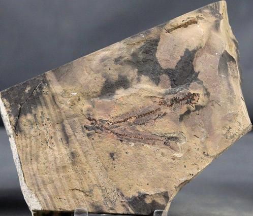 Zelden gezien Fossiele vis - - Gefossiliseerd dier -, Verzamelen, Mineralen en Fossielen