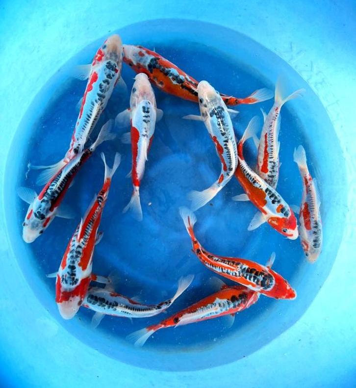 Hirasawa Marusei 28-35cm (Japanse Koi), Dieren en Toebehoren, Vissen | Vijvervissen, Karper of Koi