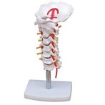 Anatomie model cervicale wervelkolom, 12x12x32 cm, Verzenden, Nieuw