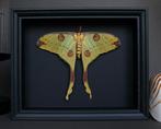 Mot Taxidermie volledige montage - Argema mittrei - 25 cm -, Nieuw