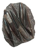 Orthocera Natuurlijk bewaard - Gefossiliseerd dier -, Verzamelen, Mineralen en Fossielen