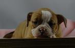 Old English Bulldog pups! t Gezonde type. Mogen direct mee!, Dieren en Toebehoren, Honden | Bulldogs, Pinschers en Molossers, Parvo