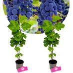 Vitis vinifera Cabernet Cortis + Pot 9cm 2 s, Tuin en Terras, Planten | Fruitbomen, Verzenden, Halfschaduw