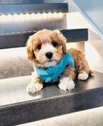 Schattige maltipoo f1, maltezer x toy poedel, Dieren en Toebehoren, Honden | Chihuahua's en Gezelschapshonden, Parvo, Overige rassen