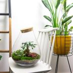 DIY terrarium - Drop XL Bonsai - 37 cm - Normal, Verzenden