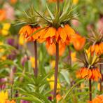 Fritillaria / Keizerskroon Garland Star 5 stuks, Verzenden