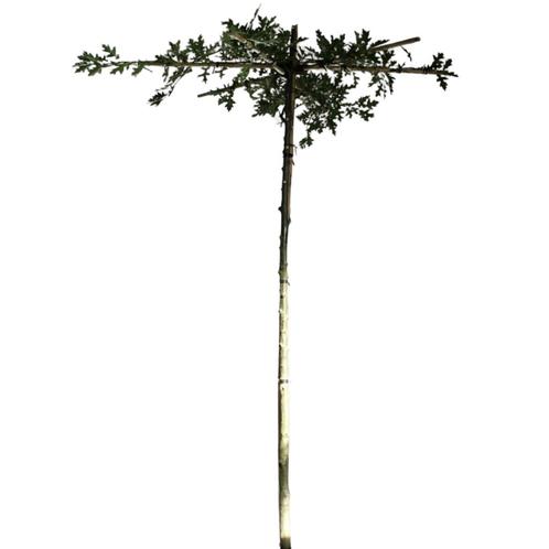 Dakmoeraseik - Quercus Palustris - Kruisdak | omtrek: 10-14, Tuin en Terras, Planten | Bomen, Ophalen of Verzenden